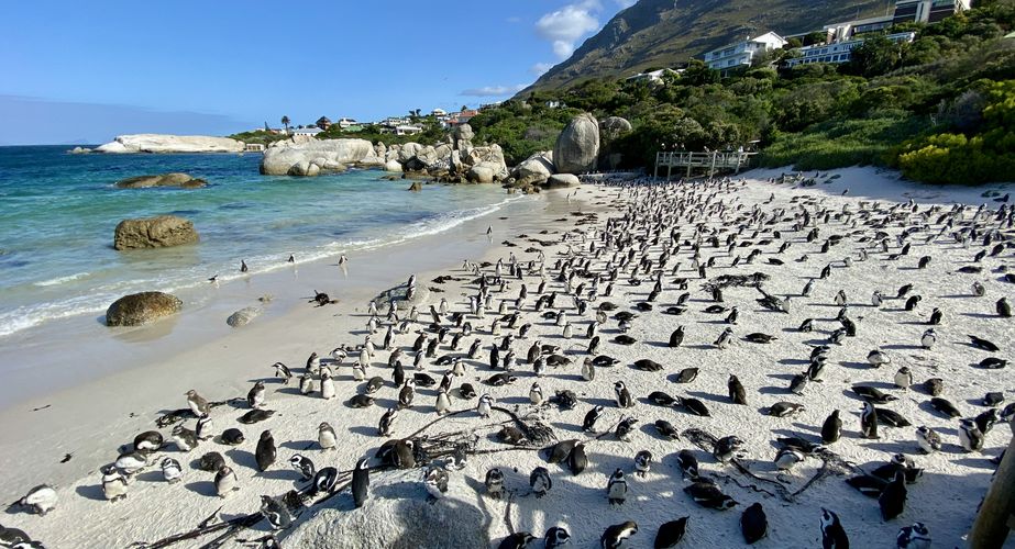 Boulders Beach Zuid Afrika groepsrondreis 3
